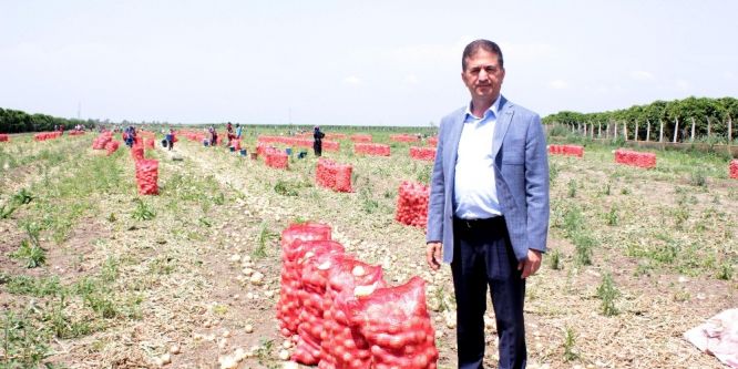 Soğanda ilk hasat yapıldı