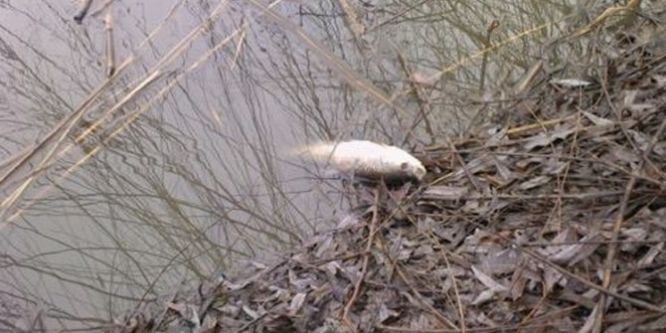 Eskişehir’de toplu balık ölümleri yaşanıyor