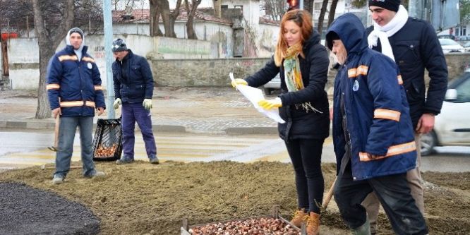 Lapseki’de 50 bin lale dikilecek