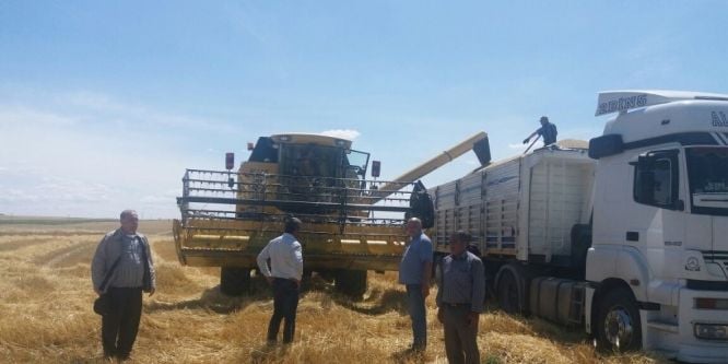 Samsat’ta hububat hasadı başladı