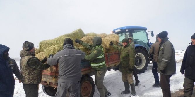 Aladağlar’da dağ keçileri yemlendi