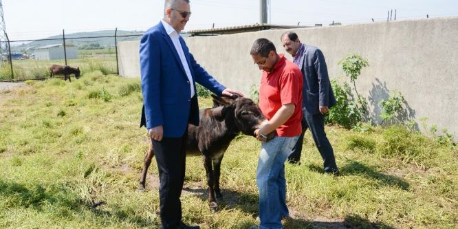 Karacabey Belediyesi hayvanlara sahip çıkıyor