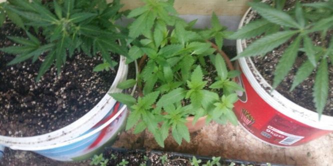 Bin 285 gram kök kenevir ele geçirildi