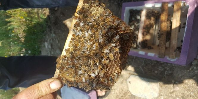 Büyükşehirden arıcılara büyük destek