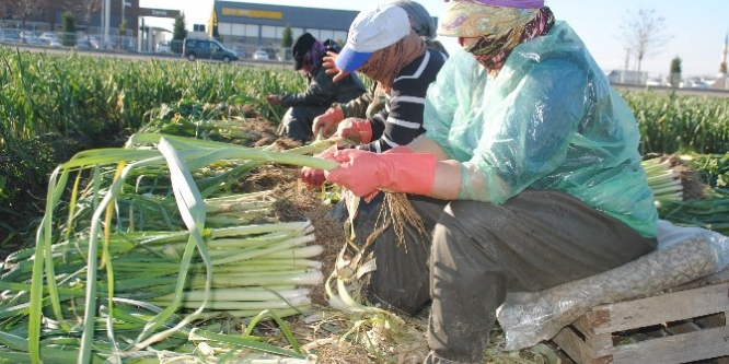 Pırasa üreticileri soğuğa aldırmadan hasada devam dedi