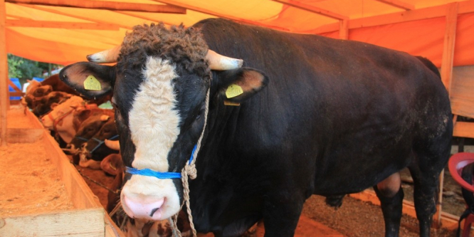 Giresun’da kurban pazarında satıcılar istedikleri satışı yapamamaktan şikayetçi