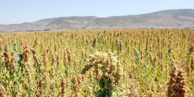 Bingöl’de ilk kez kinoa bitkisi ekildi