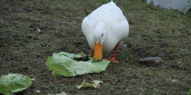 Kocaeli’de tüm canlılar Belediye'ye emanet