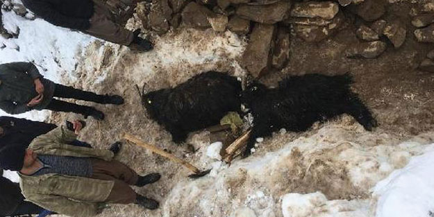 4 ahıra çığ düştü, onlarca hayvan telef oldu