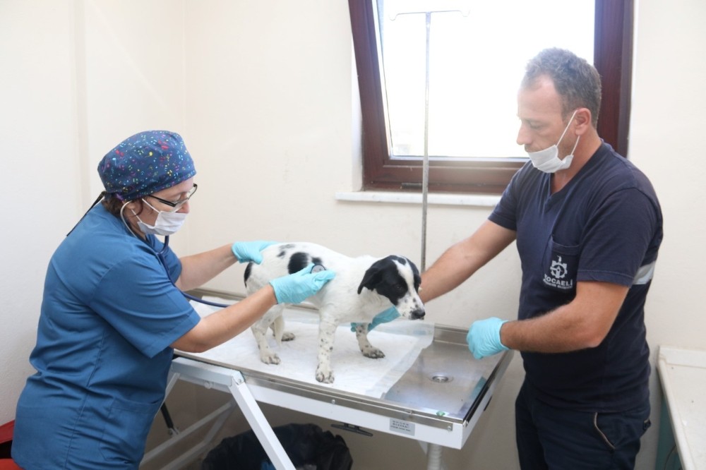 4 ayda bin 809 yaralı ve hasta sokak hayvanı tedavi edildi 