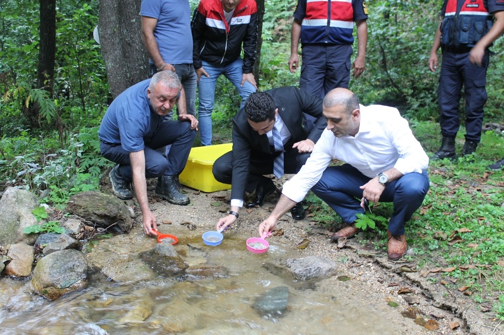 4 bin alabalık yavrusu suyla buluştu 