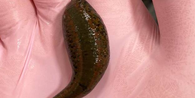 4 bin canlı tıbbi sülük ele geçirildi