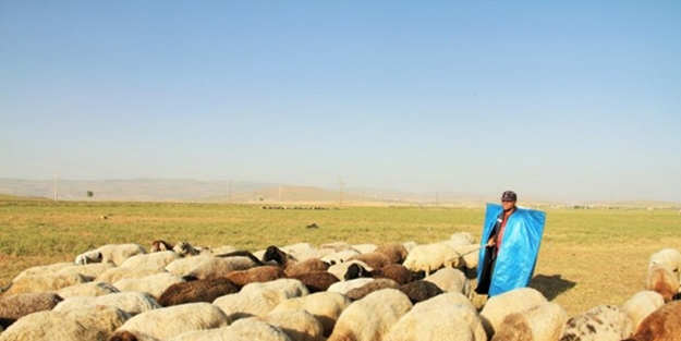 Muş'ta 4 bin liraya çalışacak çoban bulamıyorlar