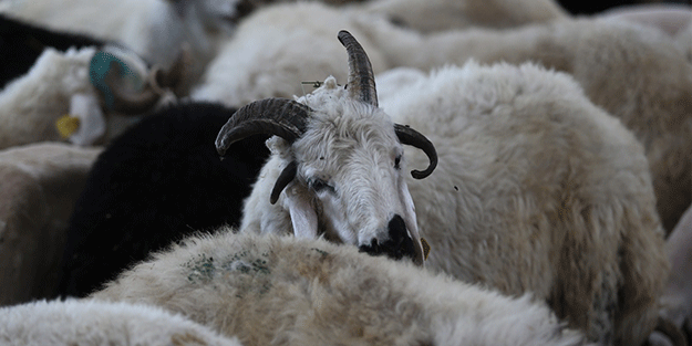 4 boynuzlu koçun durumu 