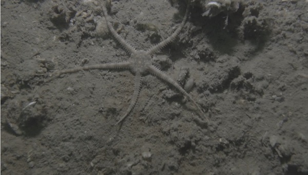 4 derece daha ısındı! Marmara Denizi için alarm