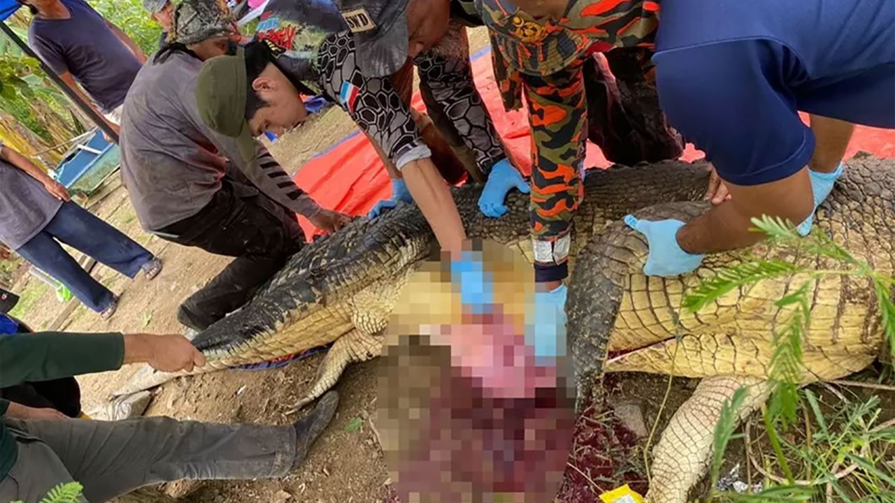 4 gündür kayıp olan adam 4 metrelik timsahın karnından çıktı! İşte kan donduran görüntüler