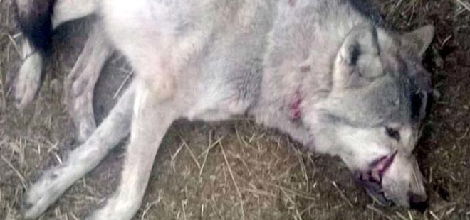 Erzurum'da 4 kişiye saldırıp yaralayan kurt kuduz çıktı