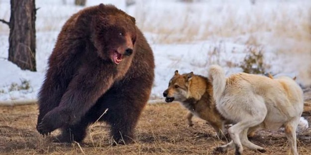 4 köpeği birden parçaladı! İşte o onlar (VİDEO)