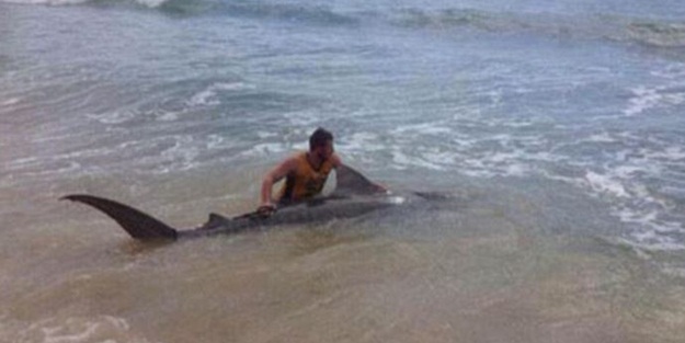 4 metrelik köpek balığı oltaya takıldı