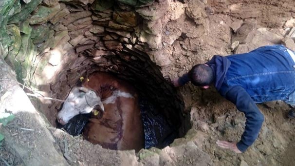 4 metrelik su kuyusuna düşen ineği AFAD kurtardı
