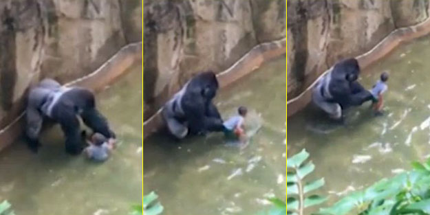 4 yaşındaki çocuk gorilin yanına düştü