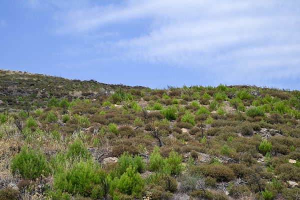 4 yıl önce yanmıştı! İşte son durum