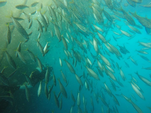 4 yılda yüzde 32 azaldı! Birkaç sene sonra balık bulamayabiliriz