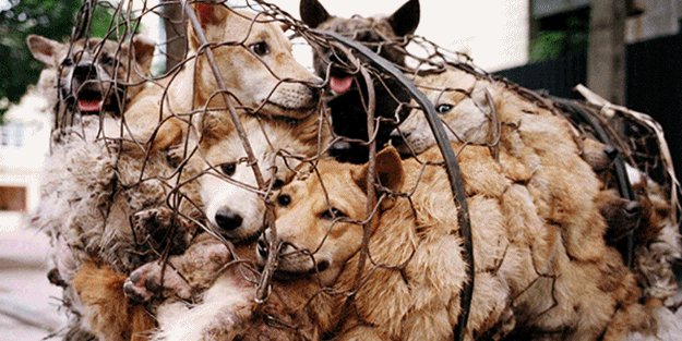 40 bin köpek katledildi