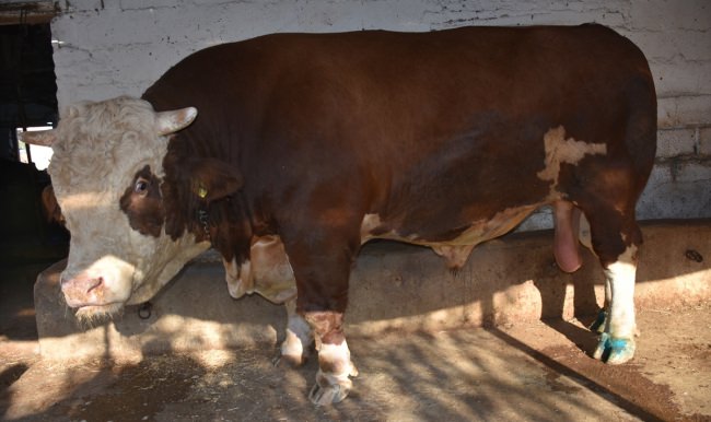 40 bin liralık kurbanlık sığır elde kaldı