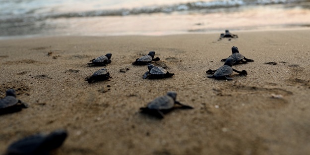 40 bin yavru caretta caretta denizle buluşacak
