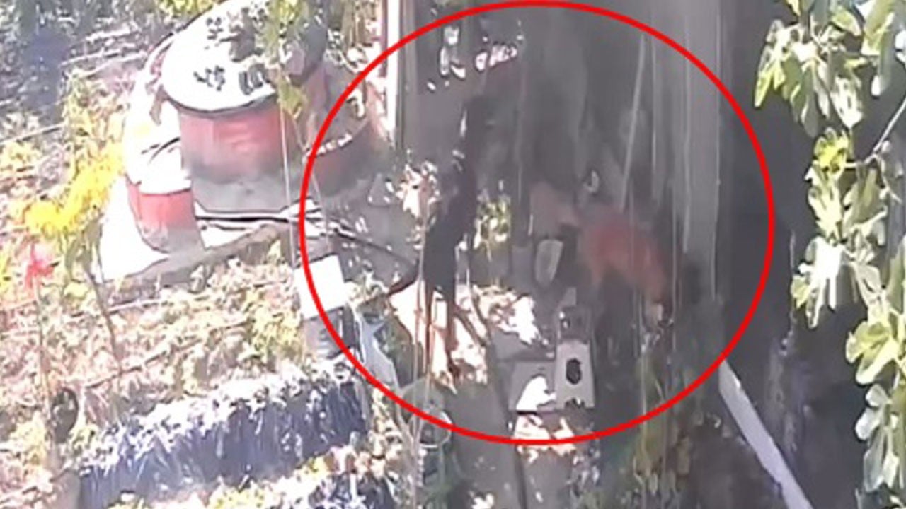 40 dakika boyunca kümeste dehşet yaşandı! Sokak köpekleri 30 tavuğu telef etti