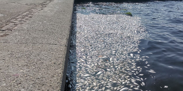 40 derece sıcakta cam bile açılamıyor! İzmir’i leş kokusu sardı!