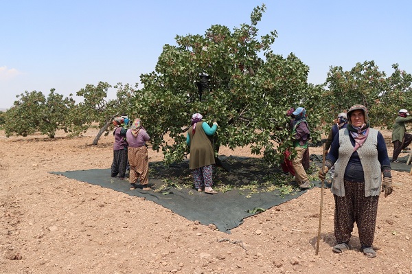 40 derecede zorlu fıstık mesaisi