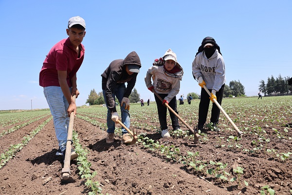 40 dereceyi bulan sıcağın altında zorlu ekmek savaşı! Bu işi yapanlar günlük 515 TL kazanıyor