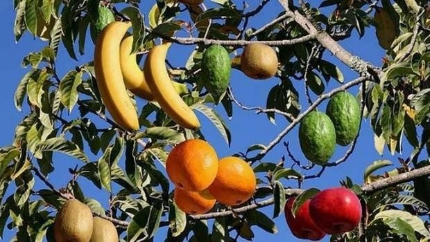 40 farklı meyve veren ağaç!