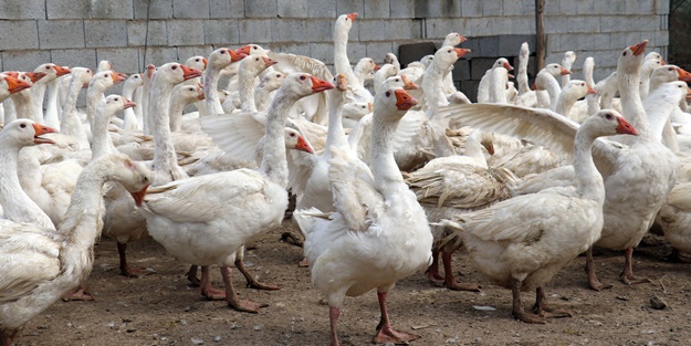 40 kazla başladı... Yörenin önde gelen tedarikçilerinden oldu