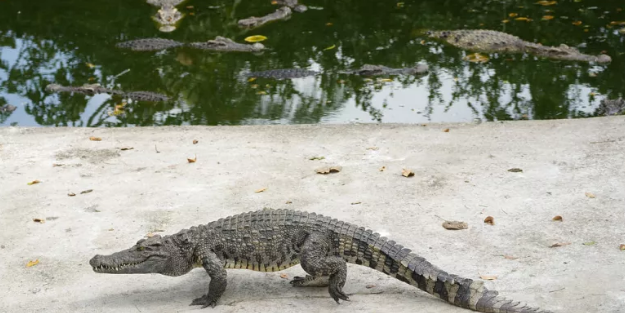 40 timsah besleyen adam feci şekilde öldü