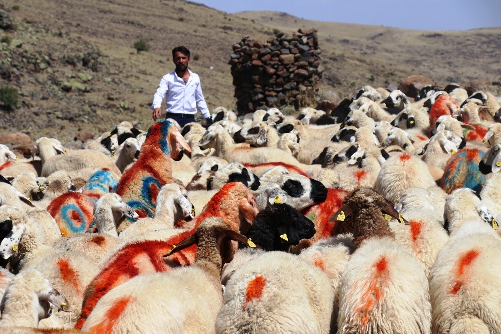 40 yıl aradan sonra Koç Katım Şenliği yeniden düzenlendi 