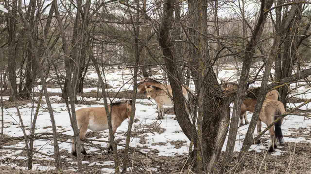 40 yıl sonra Çernobil: Yaban hayatı geri döndü