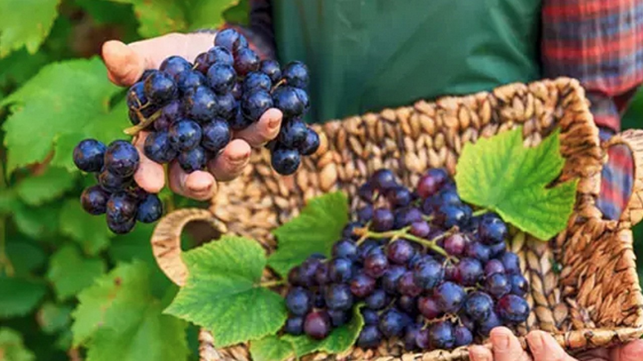 40 yıllık usta anlattı! Onu tavsiye etti: Ne mikrop ne virüs kalıyor