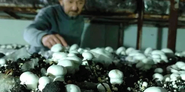 400 metrekarelik alanda yetiştiriyor 3 milyon kazanıyor! Sipariş yağıyor