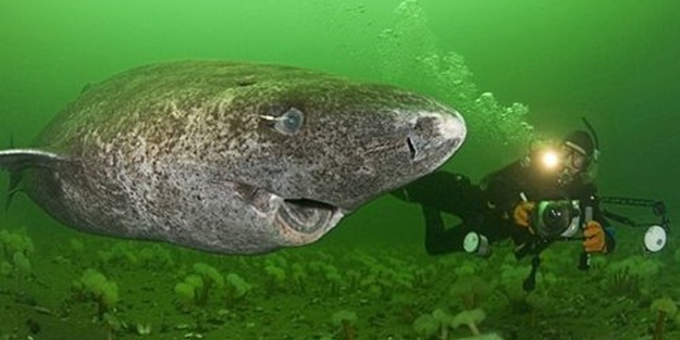 400 yaşında köpekbalığı bulundu