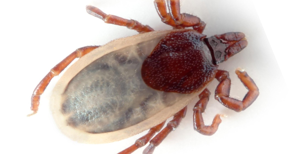 İsviçre'de kene alarmı