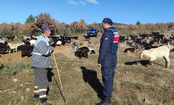 400’ü birden kayboldu, jandarma buldu!