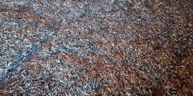 Kaçak avlanan 148 ton hamsiye el konuldu