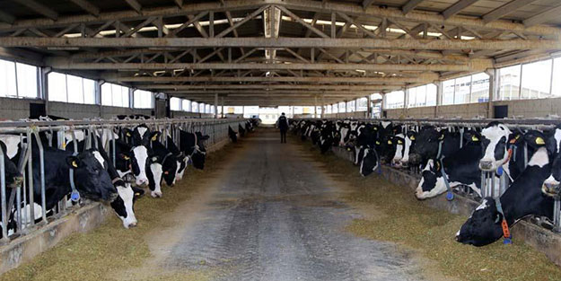 41 ilde hayvancılığa yüzde 50 hibe desteği