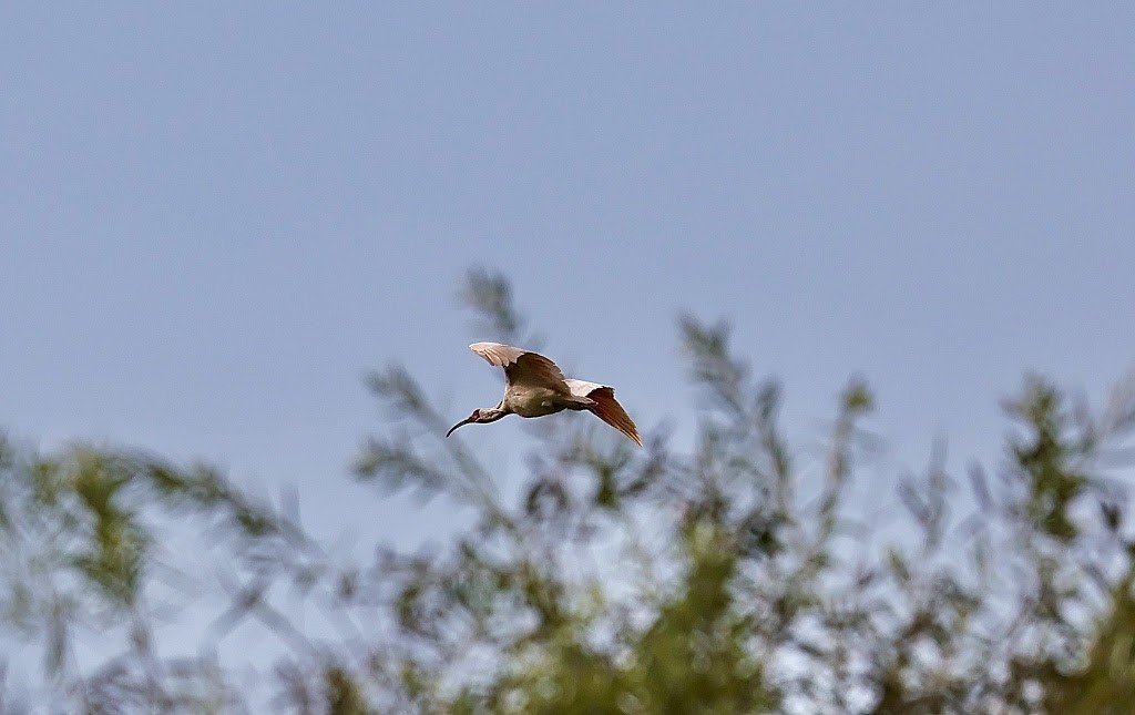 41 yıl sayıları sadece 7’ydi şimdi 9 bin