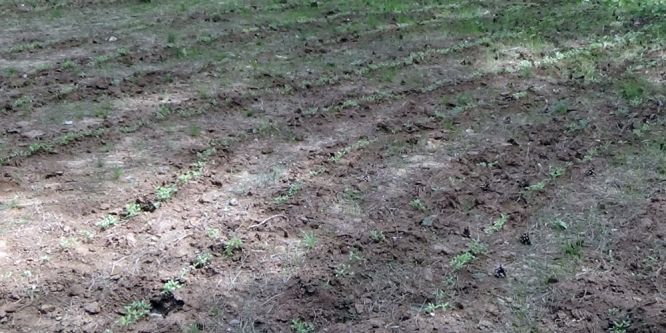 25 milyon değerinde uyuşturucu madde ele geçirildi