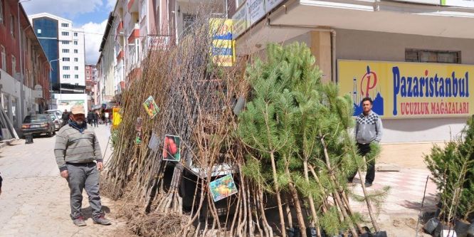 Sorgun’da fidan satışları başladı