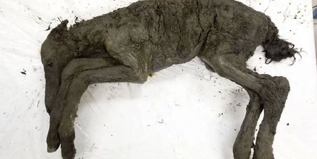 42 bin yıllık tay fosilinden kan örneği alındı